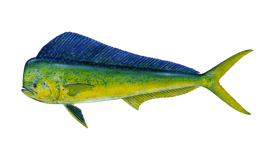Cobia