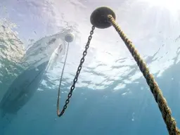 Bottom Fishing