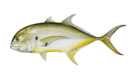 Mahi Mahi