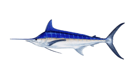 Kingfish