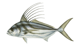 Red Snapper