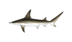 Wahoo